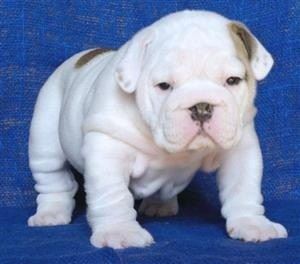 Top Quality Bulldog Available text (662) 626-3919