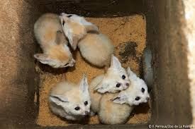 fennec foxes and fennec babies now available