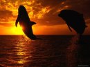 dolphins water sunset - fb.jpg