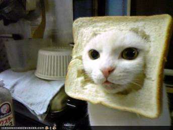 breadcat.jpg