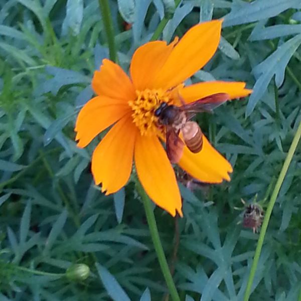 Bee on cosmos flower