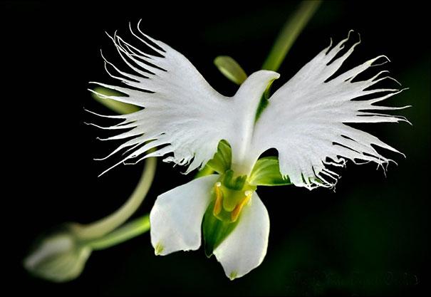 another-dove-orchid.jpg