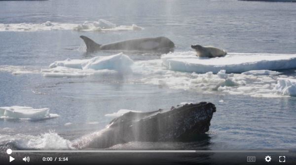 Humpback-Whales-Could-Be-Ocean-Superheroes_video