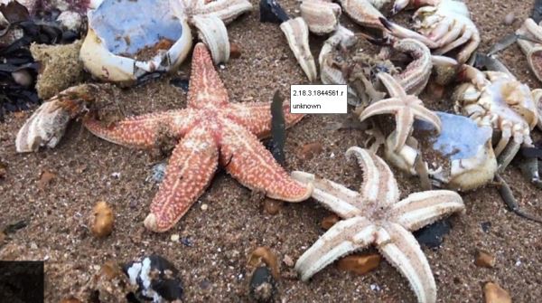 05 MAR 2018 - Dead starfish and lobsters cover beaches