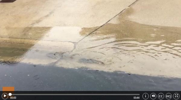Fish swim through flooded streets in Harlingen, Texas_video