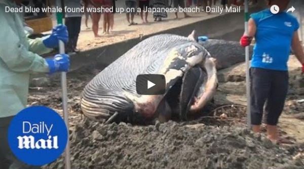 Dead blue whale found washed up on a Japanese beach_video