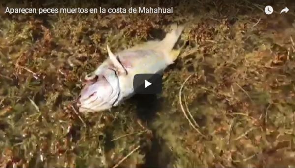 Aparecen peces muertos en la costa de Mahahual_video