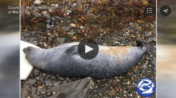 179 dead seals along southern Maine coast since July 1_video