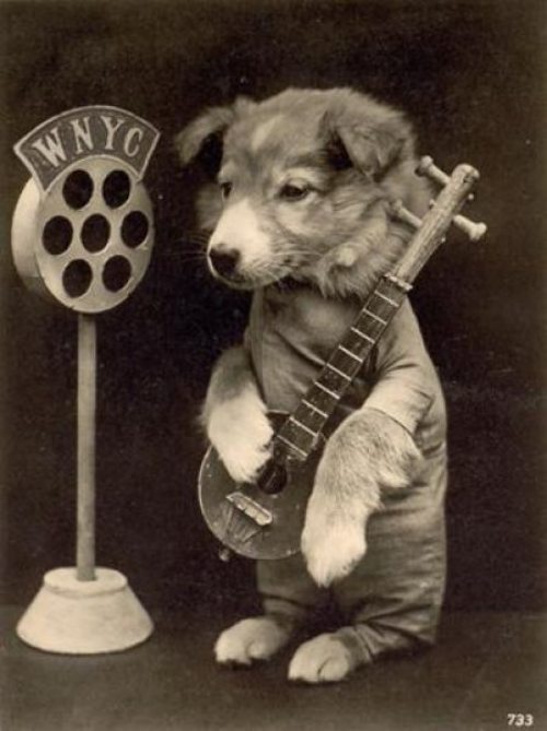 funny-vintage-animals-5.jpg