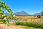wineyards of the Stellenbosch district