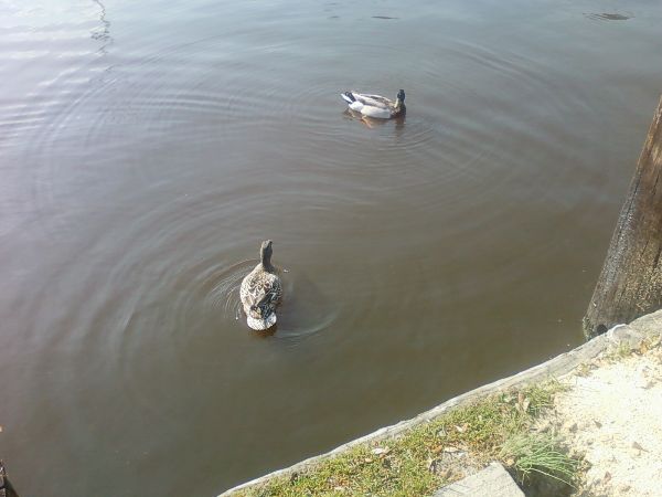 Ducks At Park ... workathomelikeus.info .... photographyandvideos4u.blogspot.com