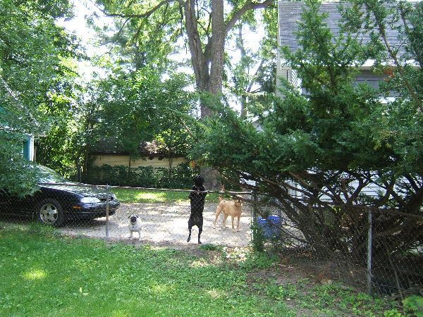 NeighborsDogs