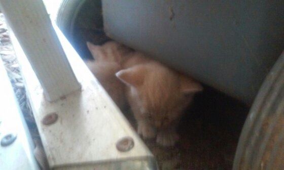 Community Cats ... kittens