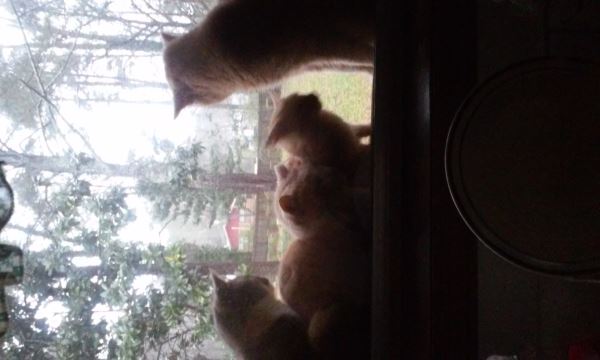 Feurry & Tom Cats
