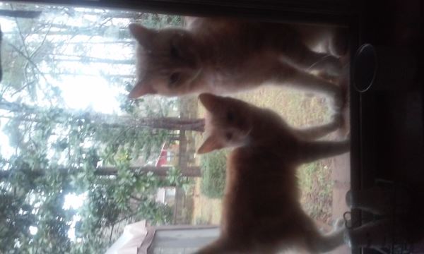 Feurry & his papa Swurril