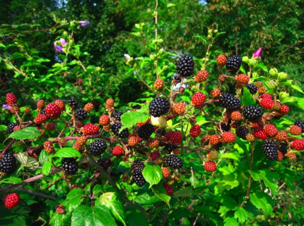 Blackberry bush