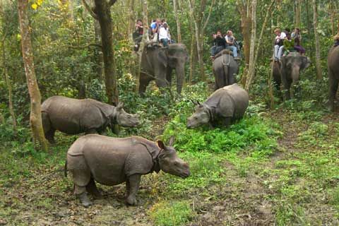 Chitwan National park jungle Safari