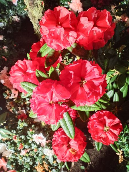 Beautiful red flowers