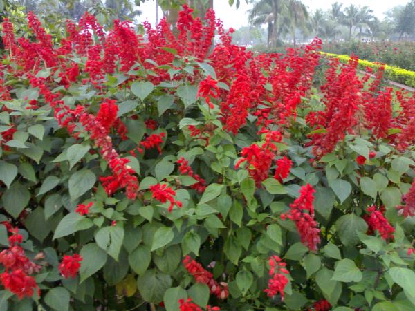 Red flowers