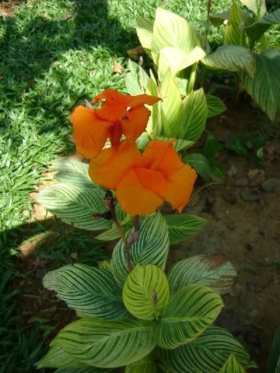 Canna Lily by Pauline Raina