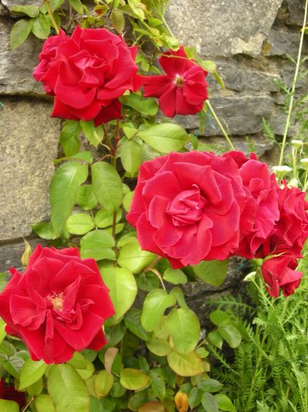 Red Climbing Rose by Roger Macdivitt