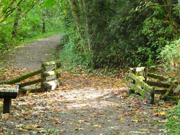 A Walk in the Woods by Nick Grimshawe