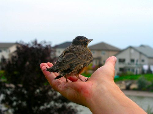 A Bird in the Hand by Bogdan Fiedur