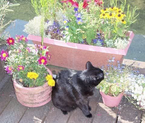 Time to Smell the Flowers by Pat Bartch