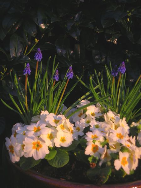 Late evening sun on English Primroses by Roger Macdivitt