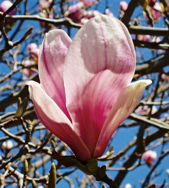 Magnolia Bloom