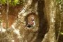 Niece framed by giant tree. Karen Gigikos